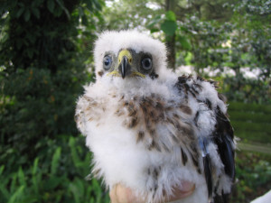 Birds of Prey eat about a half a pound of raw meat per day, in addition to the supplement of mice, chicks and fish. This equals about $15 a week per bird.