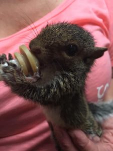 Orphaned small mammals, like squirrels and rabbits, require around the clock bottle feeding. On average, one young small mammal consumes about $5 worth of formula each week.