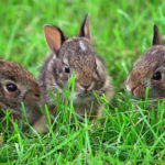 Rabbits  $10