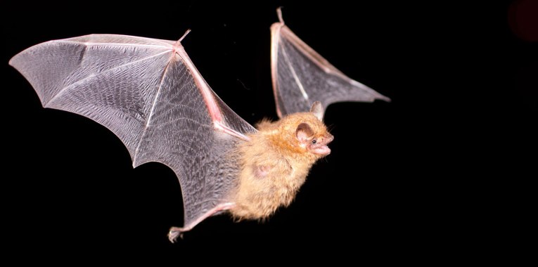 bat