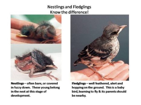 fledgling compare