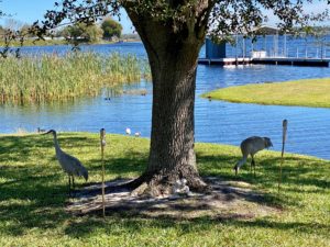 Sandhill Cranes, Coot and White Ibis- Emily in Lake Alfred