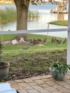 Black Bellied Whistling Ducks, Grey Squirrel and Moorhen- Emily in Lake Alfred