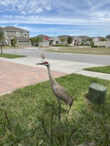 Sandhill Cranes- Brooke in Davenport