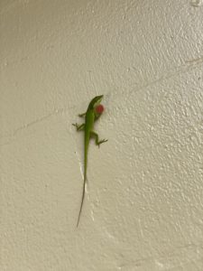 Green Anole- Ron in South Lakeland