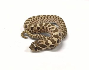 hognose